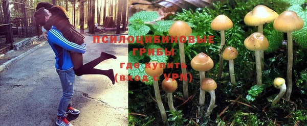 прущие грибы Балабаново